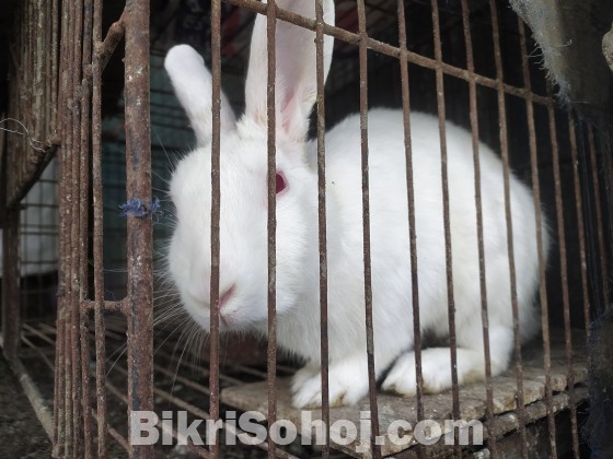 Adult male rabbit